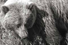 Grizzly Bear Portrait